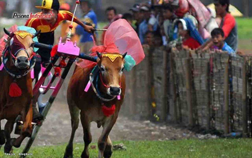 Dalam tahunan di masyarakat tradisi sapi karapan satu merupakan salah festival 6 Keunikan